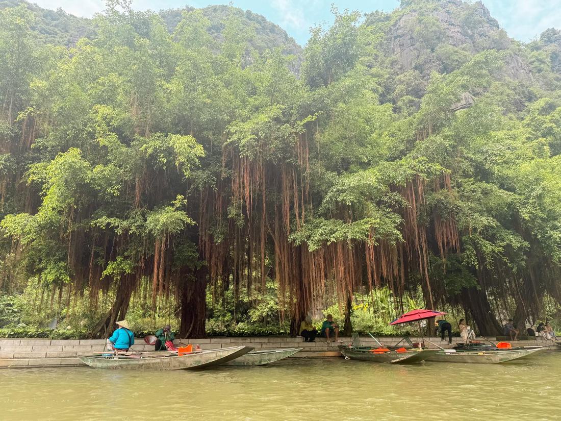Onze roeiboot legt aan tussen de hangende banyan-bomen langs de rivier