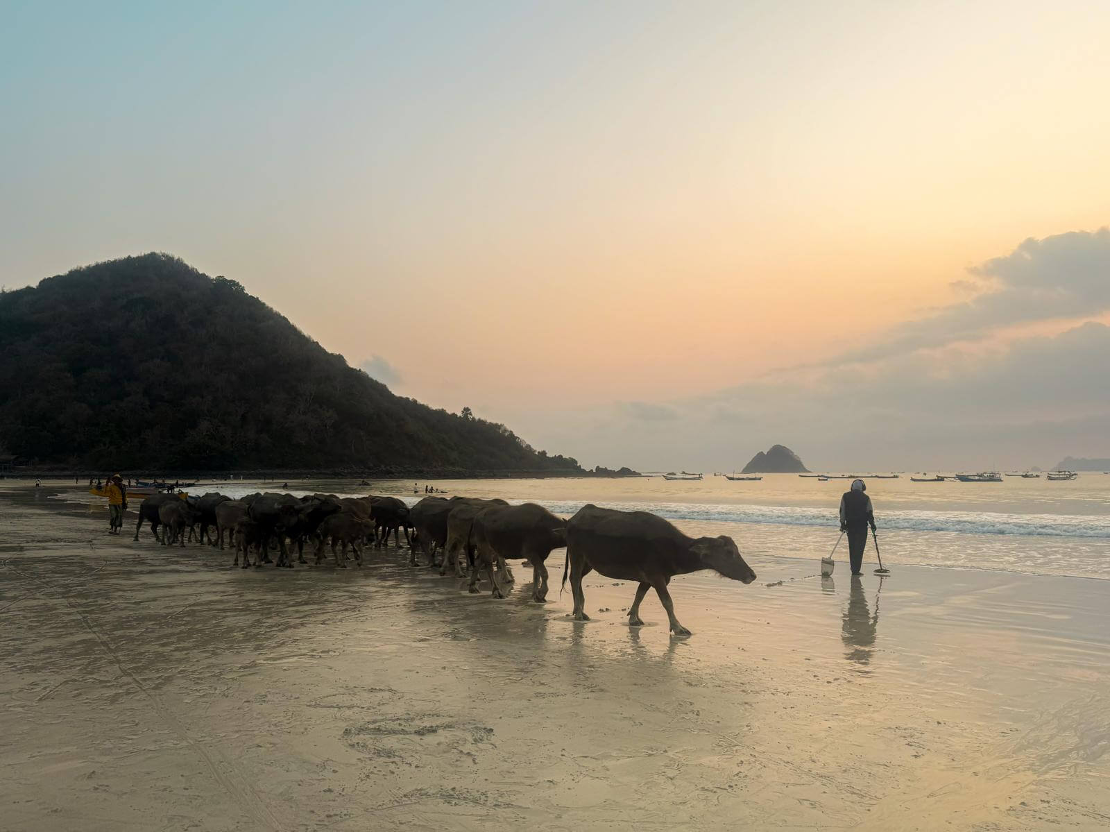 Een kudde waterbuffels passeert bij zonsondergang