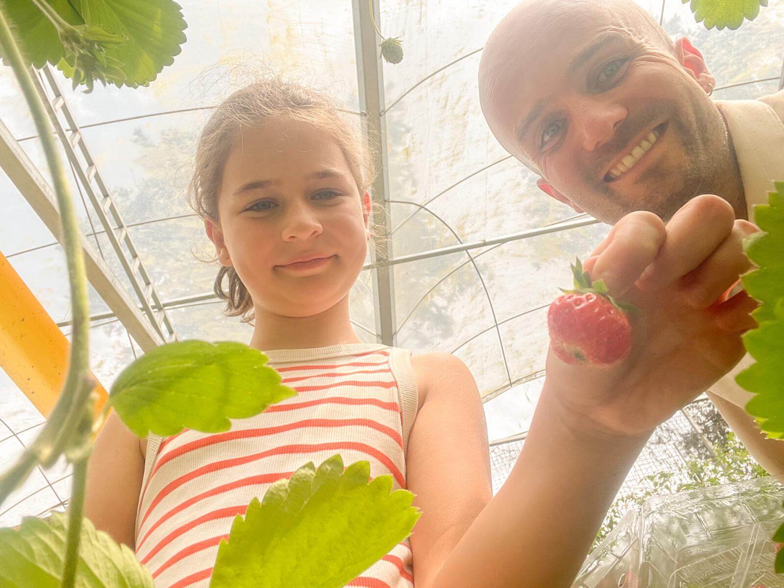 Vers geplukte aardbei op de aardbeienkwekerij