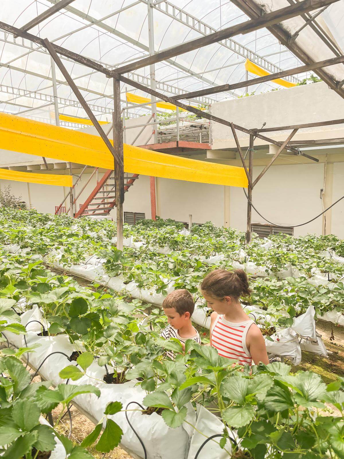 Zoeken naar de rijpste aardbeien in de kwekerij